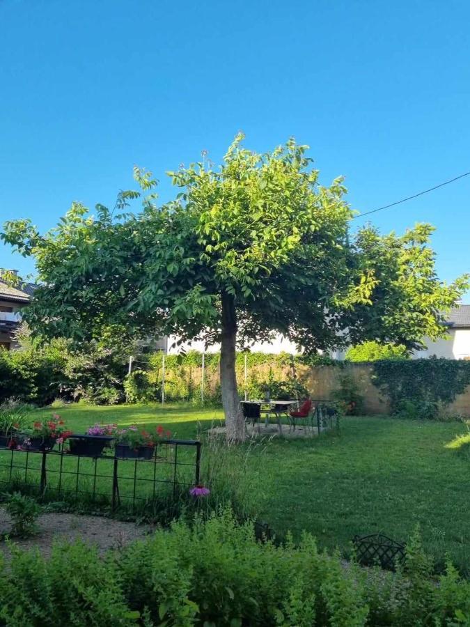 Camping Under The Walnut In Your Own Tent On A Shared Lot And Shared Bathroom 卢布尔雅那 外观 照片